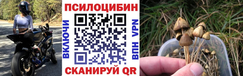 Псилоцибиновые грибы Cubensis  shop наркотические препараты  Наволоки  цена наркотик 